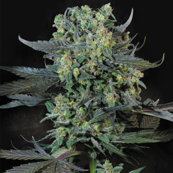 Momo > Paradise seeds | Feminized Cannabis   |  Hybrid